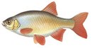 Иштуган - иконка «рыбалка» в Кананикольском